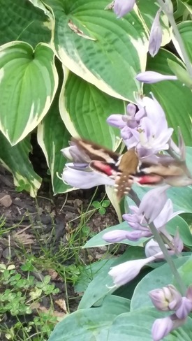 very small hummingbird looks like bumble bee/butterfly Notre-Dame, NB
