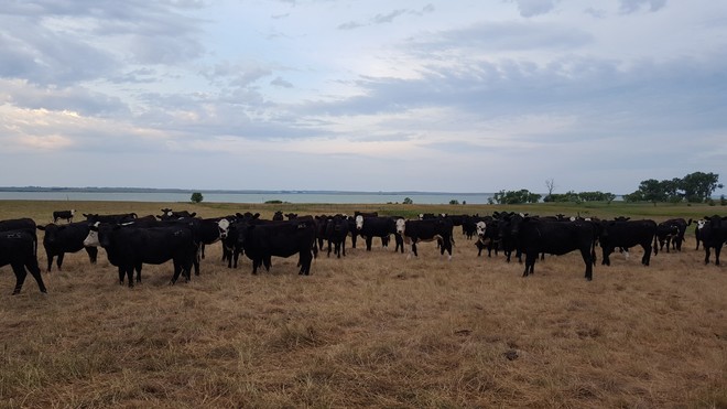 With the help of Riomax, the drought isn't killing these ranchers cattle! North Dakota, United States