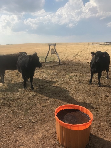 With the help of Riomax, the drought isn't killing these ranchers cattle! North Dakota, United States