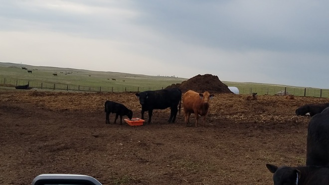 Its lunchtime for these fellas! mmm.. South Dakota, United States