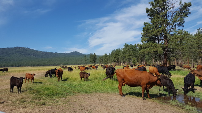Ranching in Oregon...STUNNING Scenery! Oregon, United States