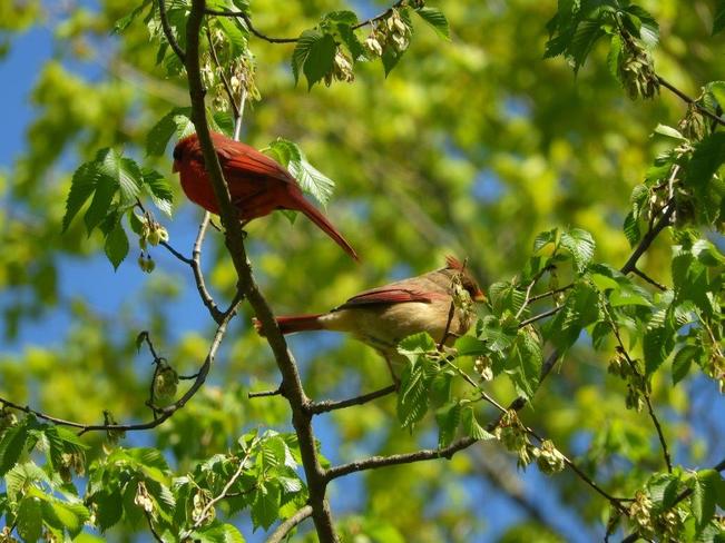 Cardinal couple in a tree. Toronto, ON