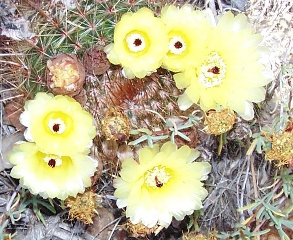 cactas flower Fontana, CA, United States