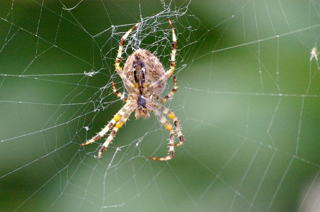 Big Spider Orléans, Ottawa, ON