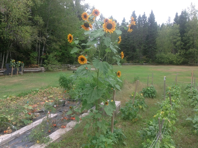 Sunflower Geary, NB