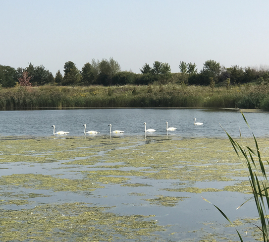 More Swans Markham, Ontario, CA