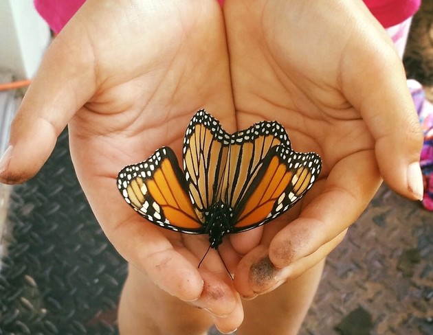 magnifique papillon Thurso, QC