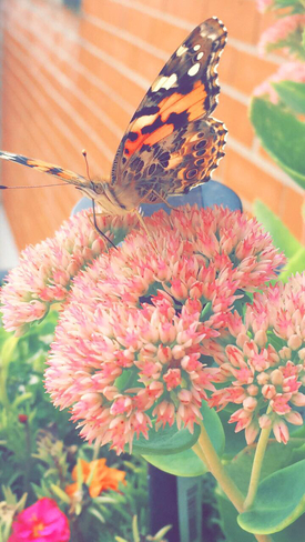 Papillon LaSalle, Quebec, CA