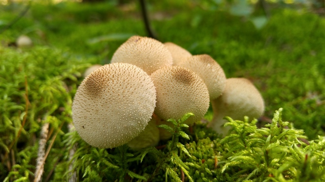 Mushrooms Roseneath, ON