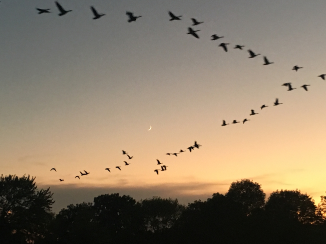 Sunset Geese Tecumseh, Ontario, CA