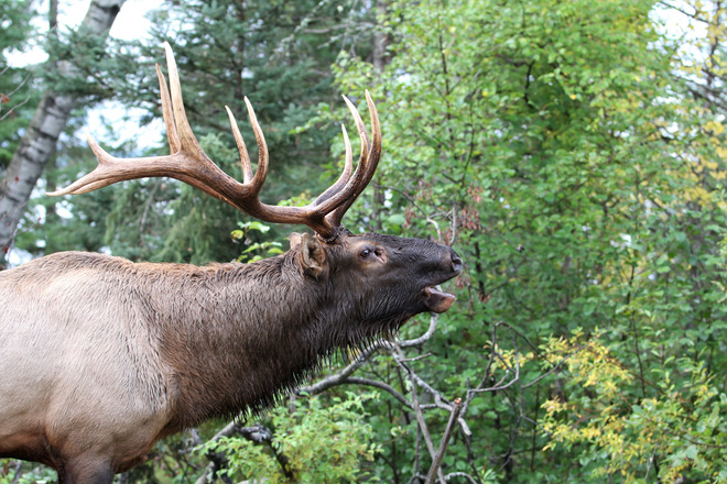 Bull Elk Bugle Prince Albert National Park, SK