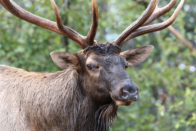 Bull Elk Close Up Prince Albert National Park, SK