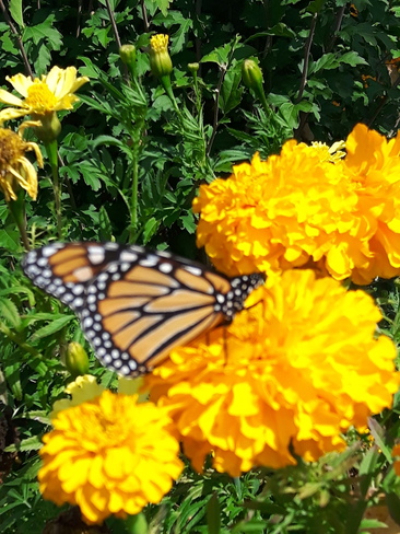 Marigolds & Monarch Butterfly Close-Up! Brampton, ON