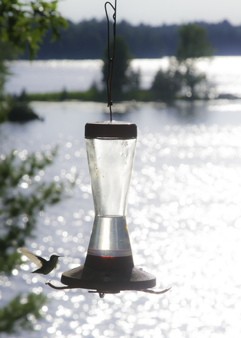 Hummingbird Feeding Six Mile Lake, Joe King's Road, Port Severn, ON