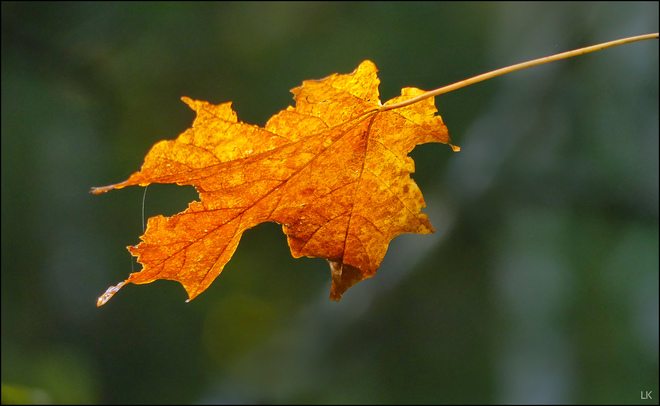 A fall leaf, Elliot Lake. Elliot Lake, ON