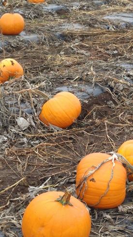 October is Pumpkin Month Black Creek, BC