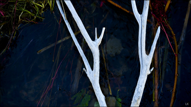 White twigs, Elliot Lake. Elliot Lake, ON