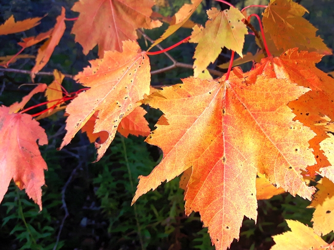 Fall colours Glen Major, ON