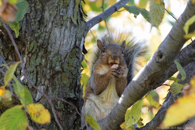 A Little Squirrely... L'Amoreaux North Park, McNicoll Avenue, Scarborough, ON