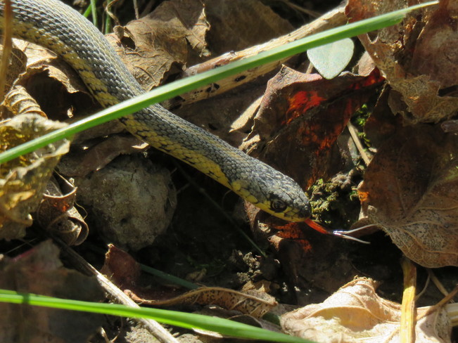 Small Garter Snake Ottawa, ON