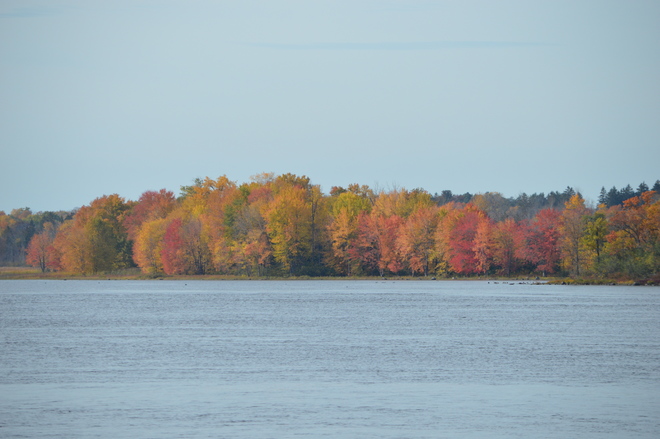 Autumn colours Ottawa, ON