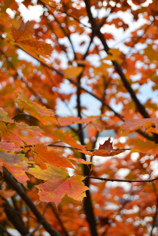 Fall Leaves Québec, Quebec, CA