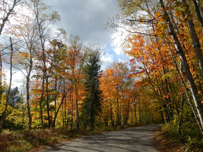 Autumn Colours Up North Killbear Provincial Park, Killbear Park Road, Killbear Park, ON