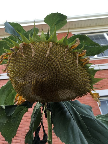 Giant sunflower !!! Dollard-Des Ormeaux, QC
