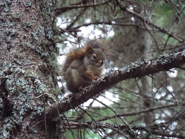red squirrel in the pines Balmoral St, Thunder Bay, ON P7B, Canada