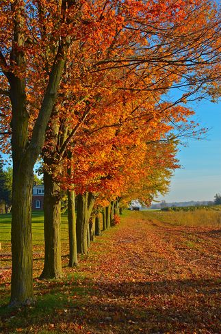Autumn trees 4200 Derry Rd, Burlington, ON L7M 0R5, Canada
