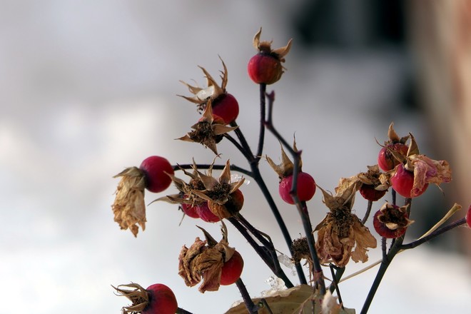 Fall Rosehips and Hive Bassano, AB