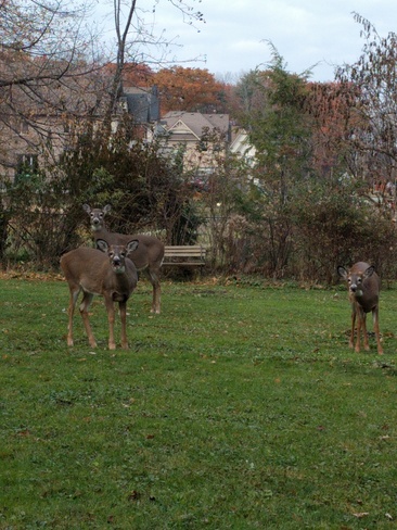 Backyard visitors Pickering, ON