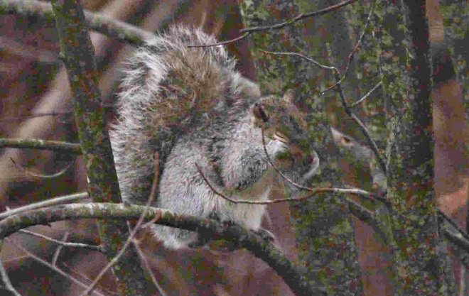 Emotional Squirrel Oromocto, NB