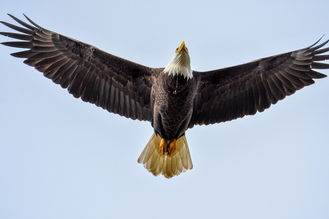 Eagle Flyover Cowichan Bay, BC