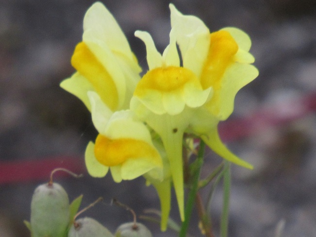Une jolie fleur Iroquois, Ontario