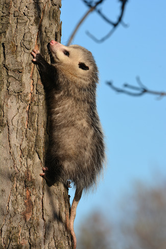 Clinging Opossum Sarnia, ON