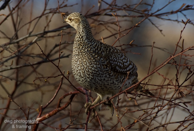 Sharp-tailed grouse and Willow grouse eating buds. Kamloops B.C.