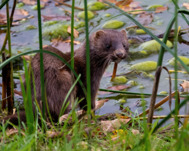 Mink at the pond for a morning drink Trans-Canada Trail, Waubaushene, ON L0K 2C0, Canada