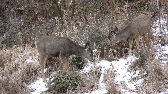 Mule deer fawns Grand Forks, BC
