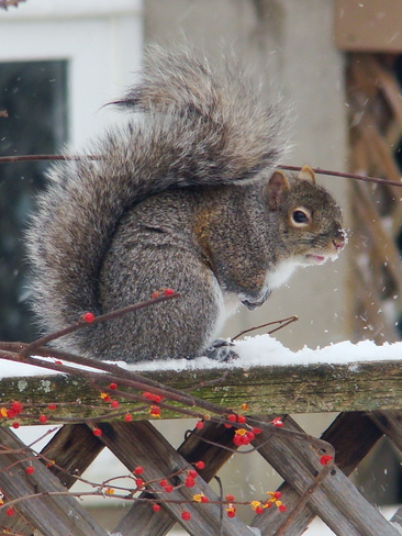 Squirrel in the snow. Brighton, ON