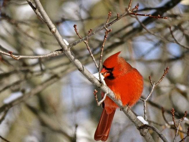 Cardinal mÃ¢le qui fait fondre la neige Montréal, QC