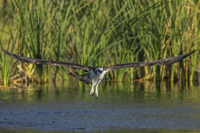 Osprey Taking Flight Terra Ceia Preserve State Park, FL, United States