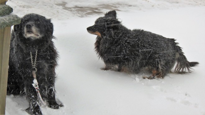 My dogs out in the snow Hope Town, QC