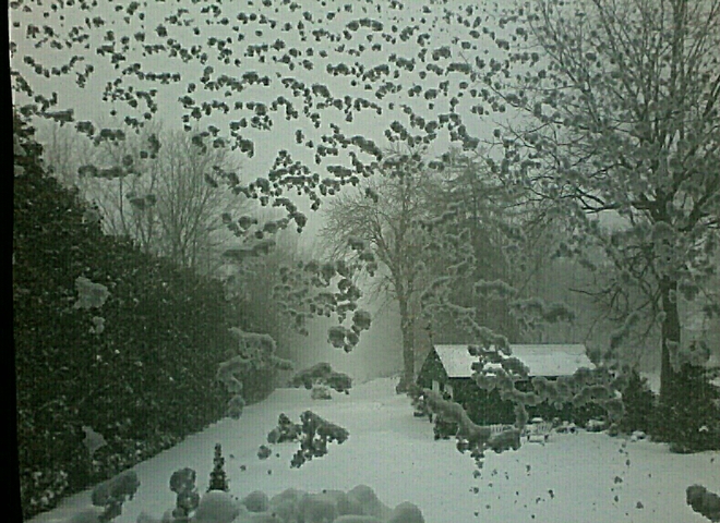 Snowflakes on the wiundow Brockville, ON