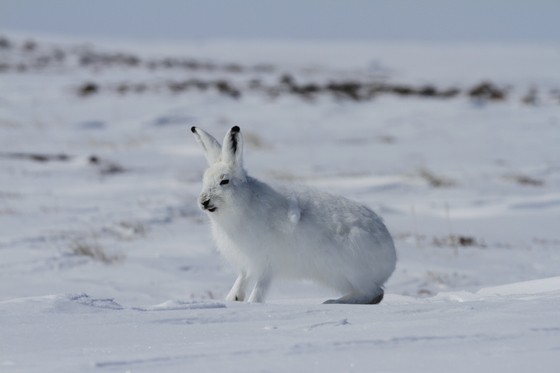 Arctic hare (Lepus arcticus) getting ready to jump while sitting on snow and shedding its winter coat