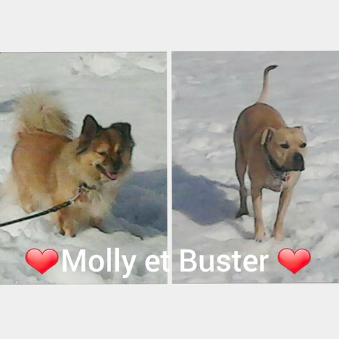 Ils aiment la neige ðŸ˜Š Montmagny, QC