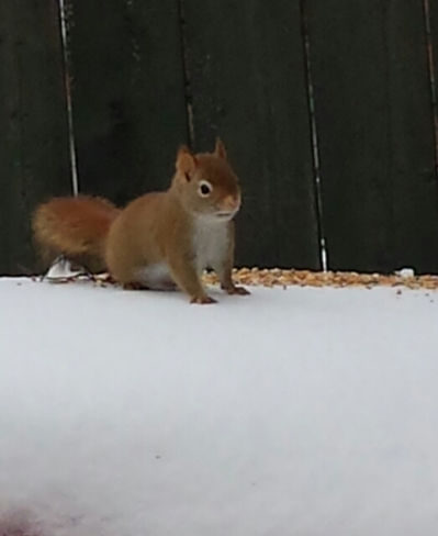friendly squirrel. Sudbury, ON