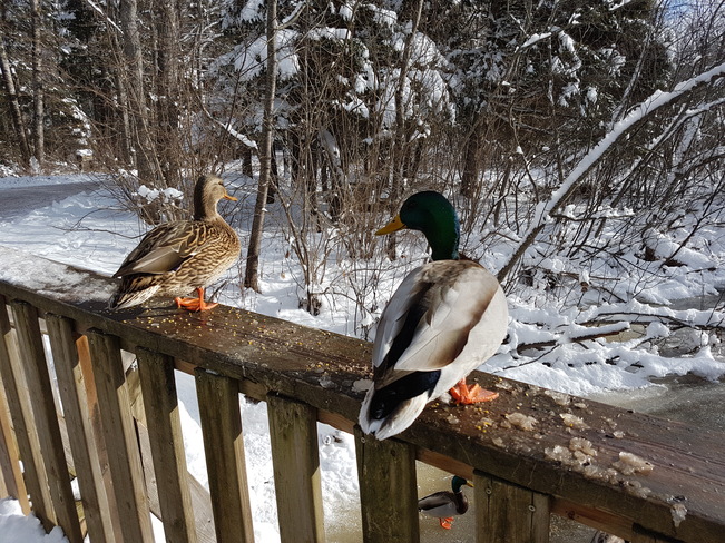 Great day to warm our feathers Mapleton Park, NB