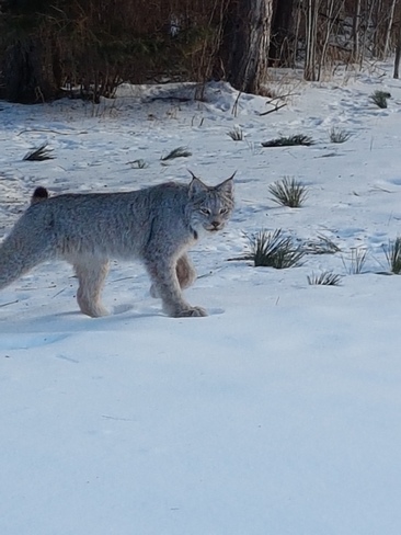 Lynx walking through the snow! Shuniah, ON