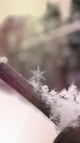 Closeup of a Snowflake Chilliwack, British Columbia, CA